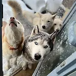 木屋 - La Petite Siberie - Nature - Familial Mazet-Saint-Voy